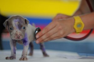 Veterinarias